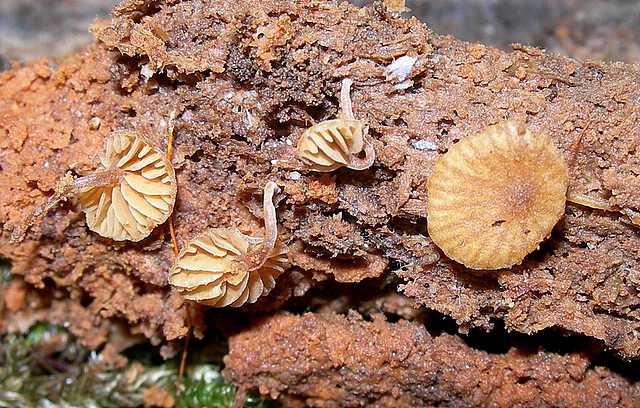 Una strana Galerina  lillipuziana